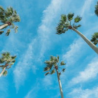 青空を背景に下から見上げるヤシの木の写真