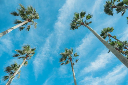 青空を背景に下から見上げるヤシの木