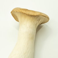 太くて肉厚なエリンギの食材写真。白い背景に配置された立派なエリンギ1本の写真