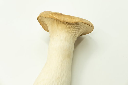 太くて肉厚なエリンギの食材写真。白い背景に配置された立派なエリンギ1本