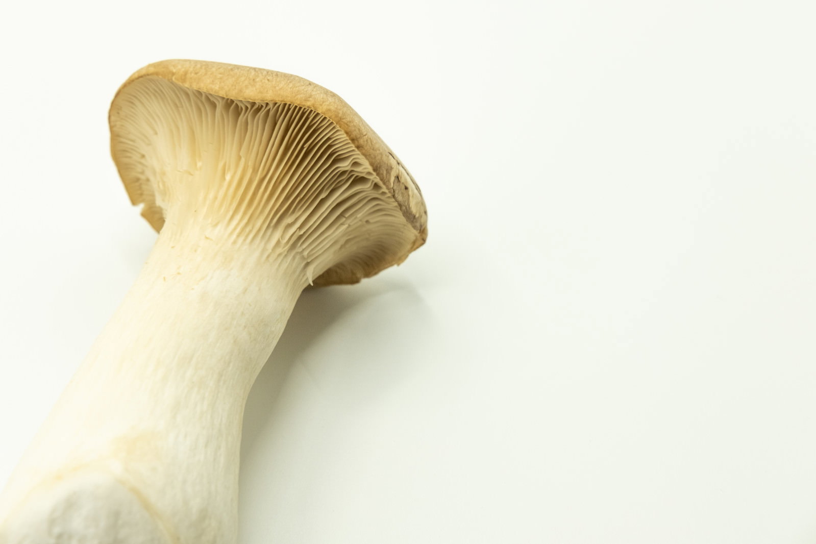 Food photo of enokitake mushroom gills and stem against a white background