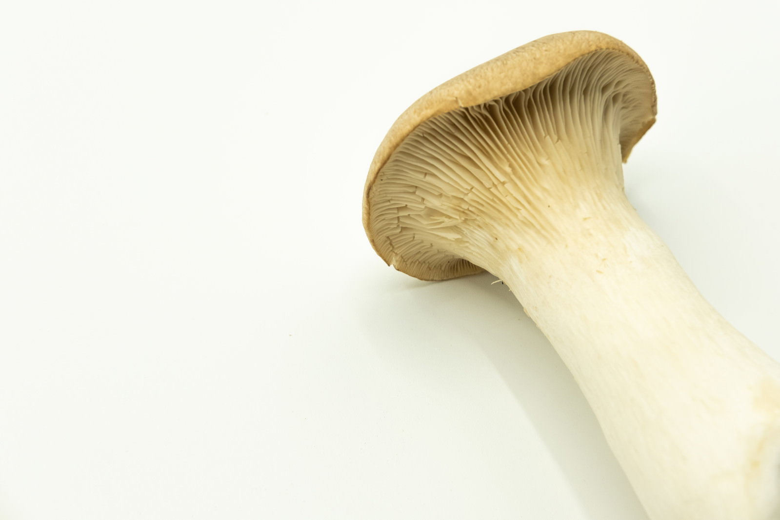A photo of the gills of a Pleurotus mushroom placed on a white background