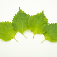 白い背景に扇状に並んだ四枚の大葉とその葉脈の詳細の写真