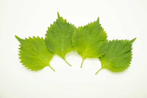 白い背景に扇状に並んだ四枚の大葉とその葉脈の詳細