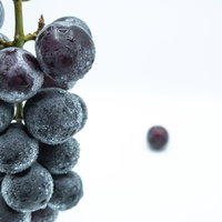 白い背景に転がった1粒の種なし巨峰と水滴の写真