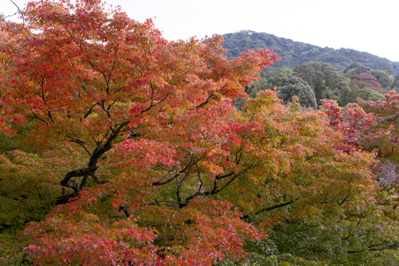 山々に紅葉と黄葉で色づき始めた樹木が群生する秋の風景