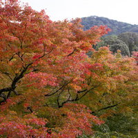 山々に色づき始める紅葉と黄葉の木々の写真