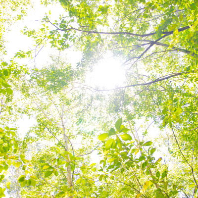 新緑の枝葉を透かす木漏れ日が地面に落ちる光景の写真