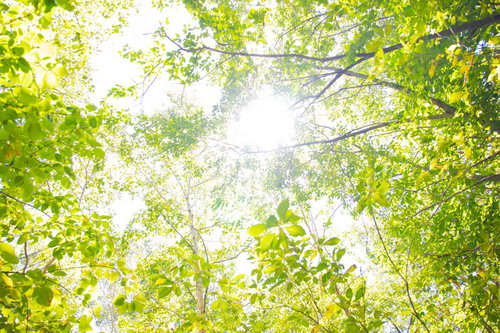 新緑の枝葉を透かす木漏れ日が地面に落ちる光景