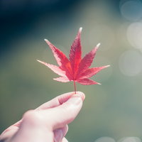 手のひらに乗せた赤く色づくもみじの葉の写真