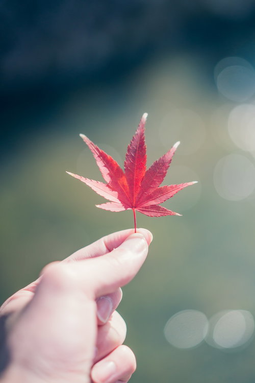手のひらに乗せた赤く色づくもみじの葉
