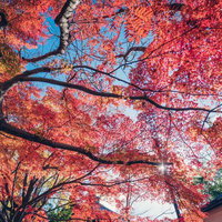 日本庭園の紅葉した木と秋空の写真