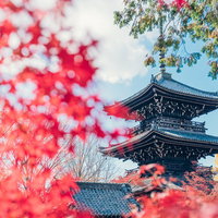 京都真如堂の紅葉と三重塔の写真
