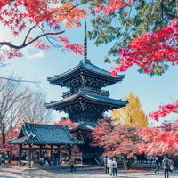 紅葉期の京都・真如堂の三重塔と秋の情景の写真