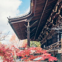 京都・真如堂の本堂と秋の紅葉、瓦屋根と赤色もみじの写真