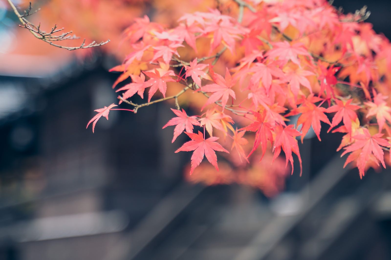 赤とオレンジに美しく色づいた紅葉の葉