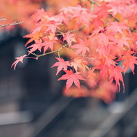 色づく紅葉、赤やオレンジに染まるもみじの葉の写真