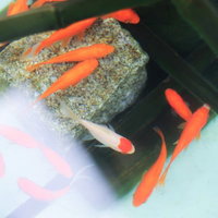 砂利が敷かれた鉢の中で泳ぐ金魚の写真