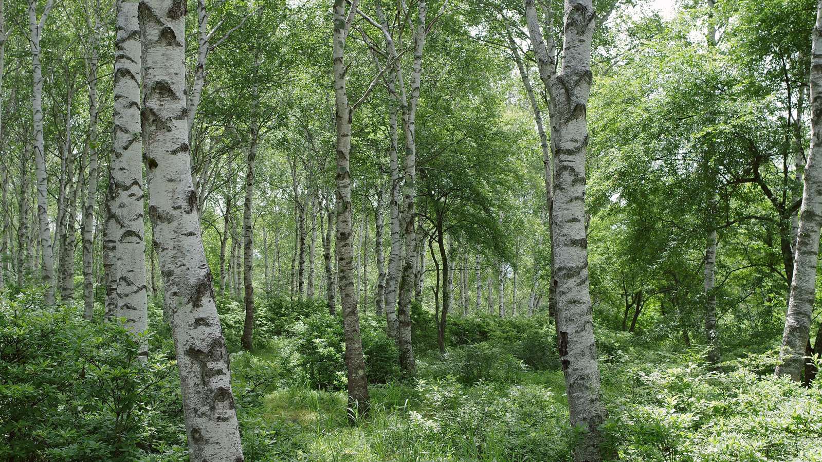 白い幹の白樺が密集して立ち並ぶ鬱蒼とした森の風景