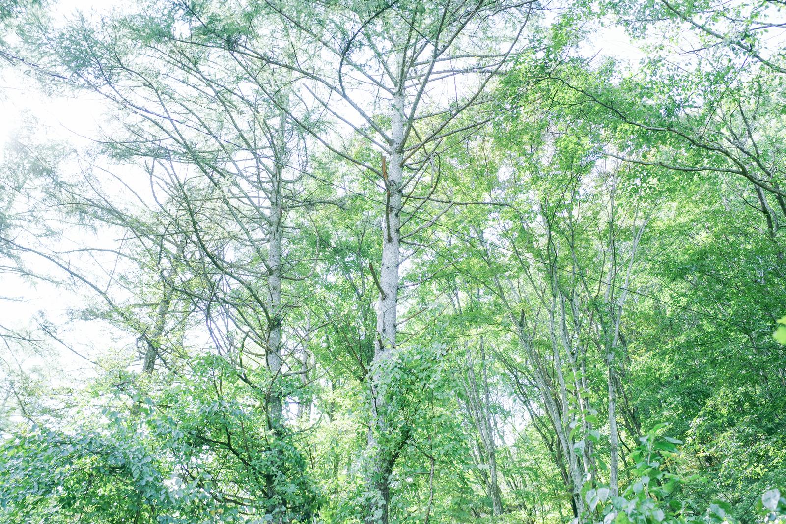 新緑の季節に葉を茂らせた白樺の林