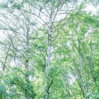新緑が生い茂る白樺林の春夏の森林風景の写真