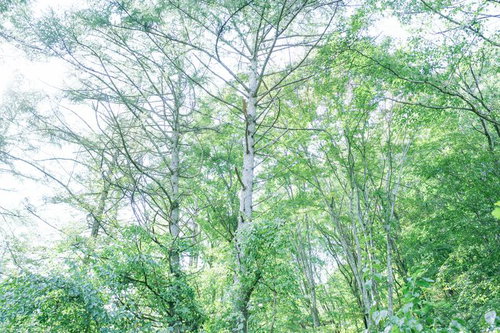 新緑が生い茂る白樺林の春夏の森林風景