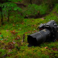 原生林の苔の森で撮影するフルサイズ一眼レフカメラの写真