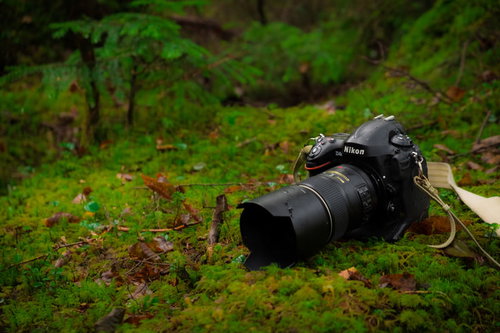 原生林の苔の森で撮影するフルサイズ一眼レフカメラ