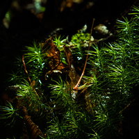 白駒の森で苔に差し込む光と苔むした林の自然風景の写真