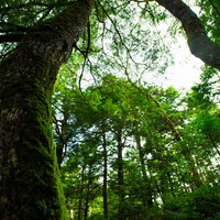 白駒池の苔に覆われた原生林と樹海の写真