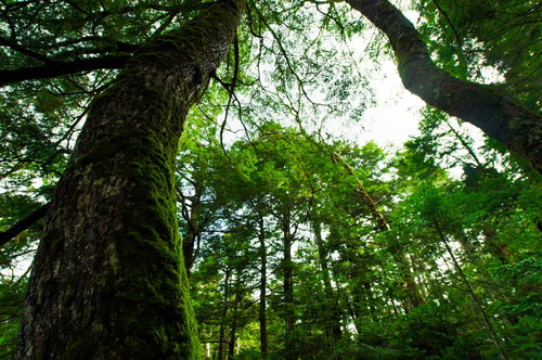 白駒池の苔に覆われた原生林と樹海