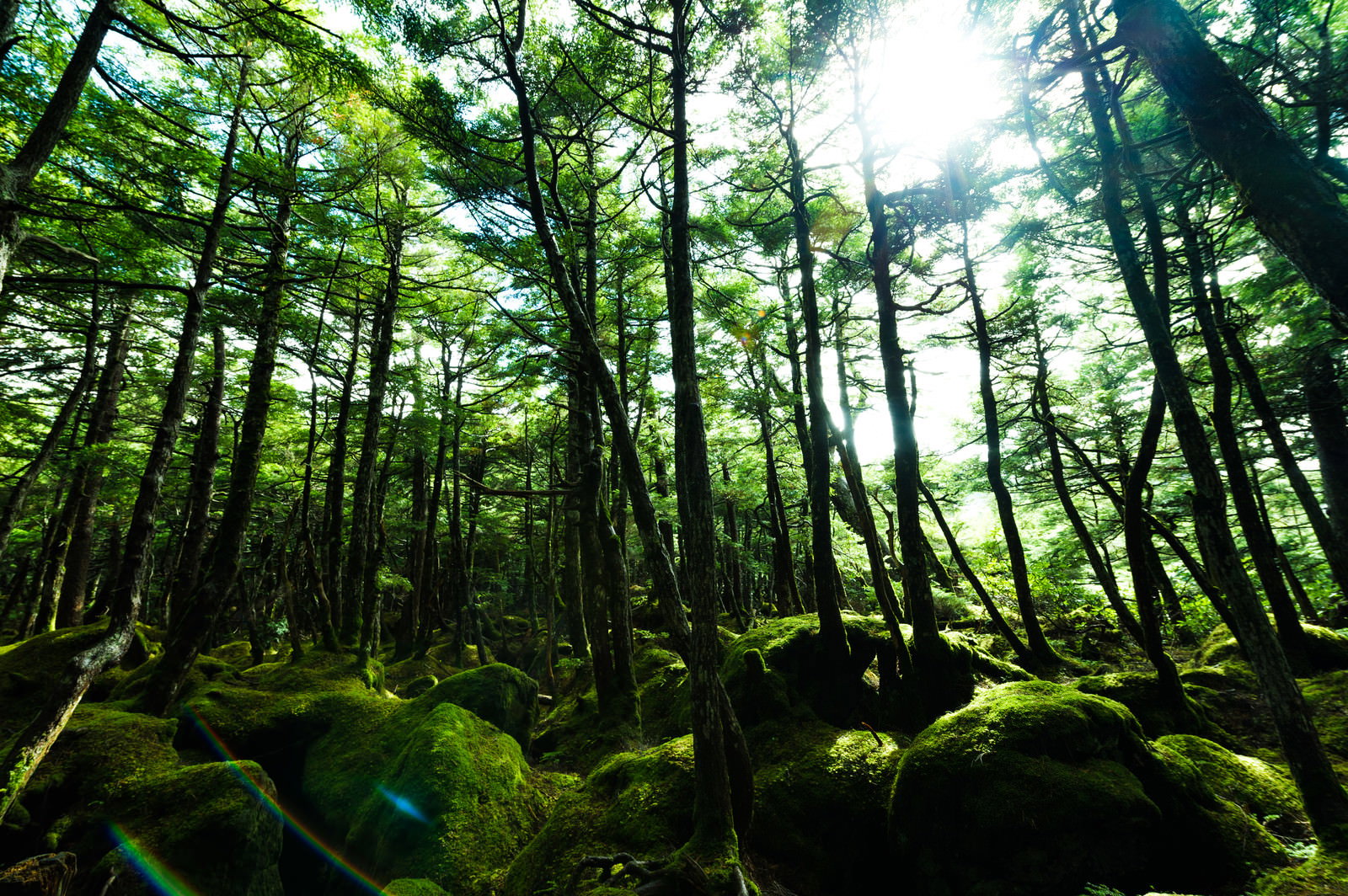 苔に覆われた原生林で太陽の光が木々の間から差し込む自然の風景