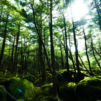 原生林に囲まれた苔の森、白駒の樹海の古木と光の写真