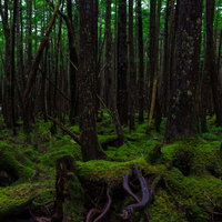 グラスを持ち上げる中年男性の写真