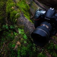原生林の苔むした地面に置かれた一眼レフカメラの写真