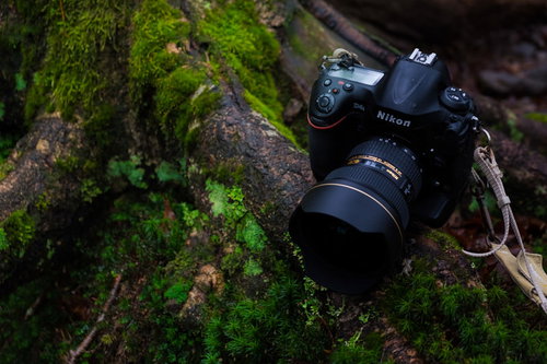 原生林の苔むした地面に置かれた一眼レフカメラ