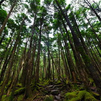 白駒の原生林に広がるコケの森 樹齢の長い樹海の写真