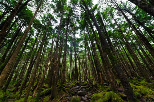 白駒の原生林に広がるコケの森 樹齢の長い樹海
