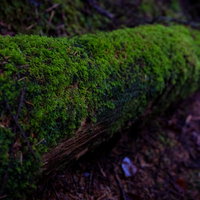 白駒の苔むした夏の針葉樹林の写真