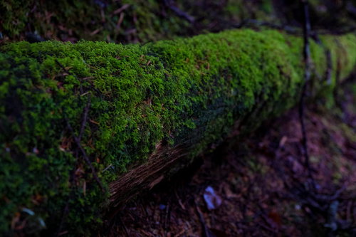 白駒の苔むした夏の針葉樹林