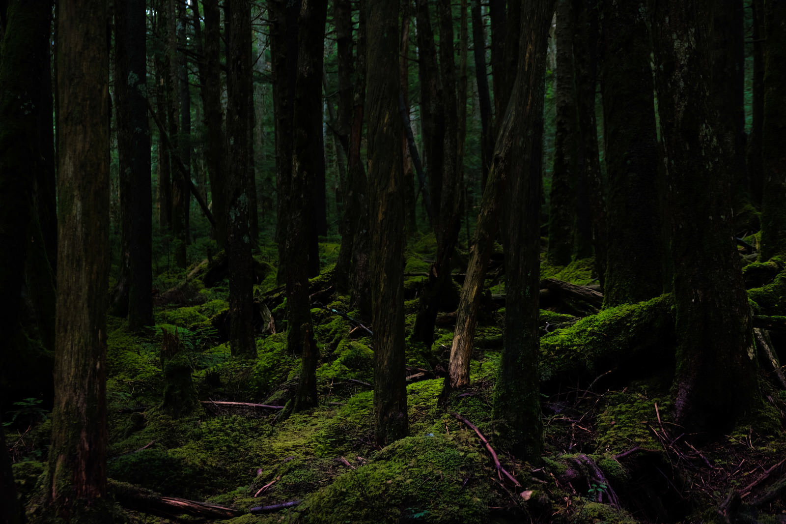 白駒の原生林の苔むした山道