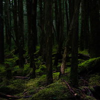 白駒の原生林を歩く夏の山道の写真