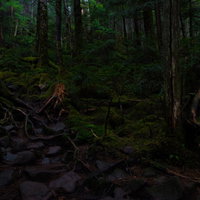 白駒の苔むす原生林に広がる緑の写真
