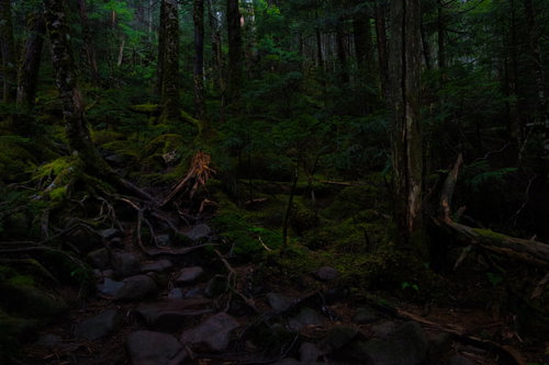 白駒の苔むす原生林に広がる緑