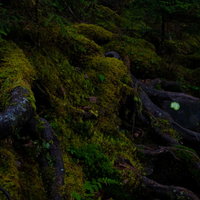 苔に覆われた原生林の大木と根｜白駒の樹海の写真