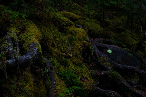 苔に覆われた原生林の大木と根｜白駒の樹海