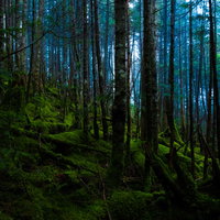 白駒の原生林に広がる苔と霧の森の写真