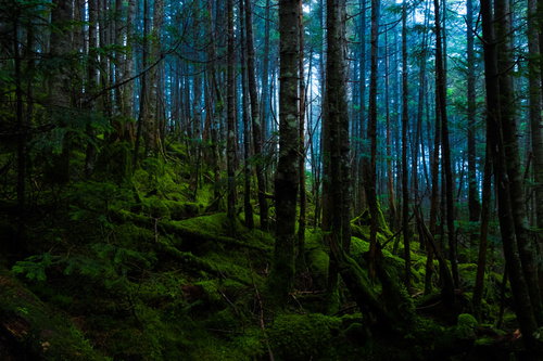 白駒の原生林に広がる苔と霧の森