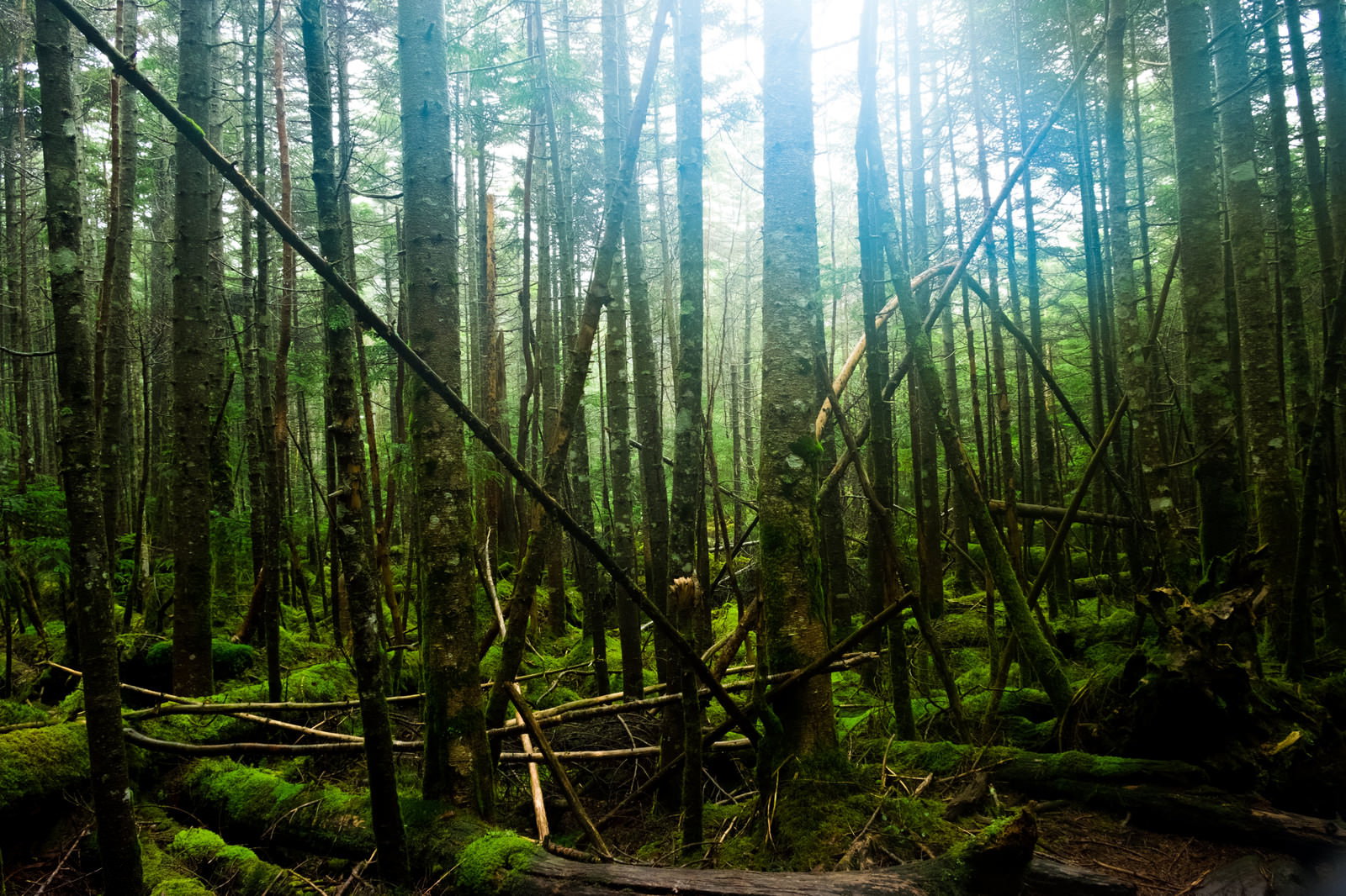 苔に覆われた倒木が横たわる白駒の原生林の風景