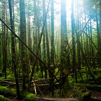 苔に覆われた倒木が横たわる白駒の原生林の深い森の写真